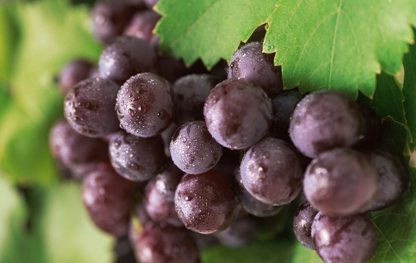 “葡萄美酒夜光杯”，敦煌陽(yáng)關(guān)葡萄最甜美