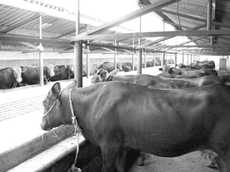 產(chǎn)業(yè)發(fā)展看平?jīng)觥捌經(jīng)黾t?！眽?nèi)開花墻外紅