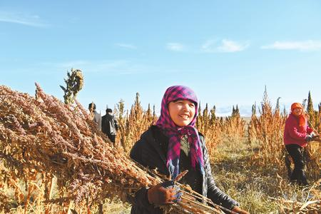 藜麥香飄新家園——天?？h易地扶貧搬遷工作掠影