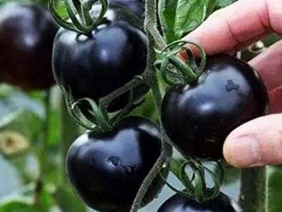 快看！蘭州新區(qū)高優(yōu)新特圣女果“黑羅漢”成熟待摘