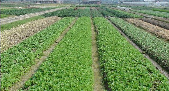 蘭州市今日起再向市場投放1500噸冬春儲(chǔ)備蔬菜