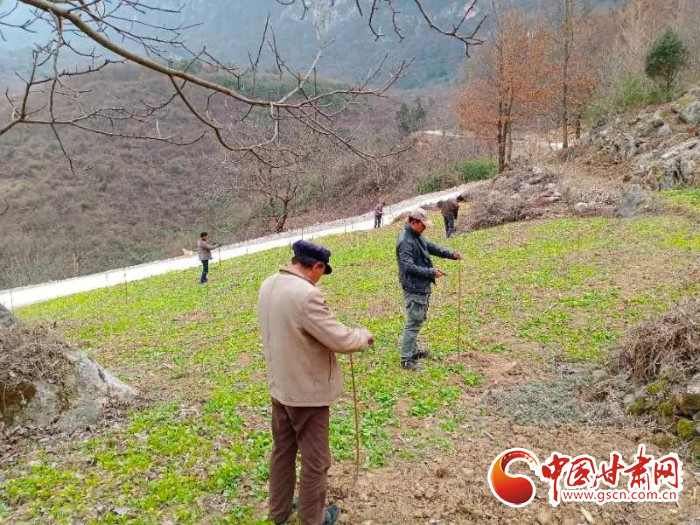 【甘肅全民戰(zhàn)“疫”】戰(zhàn)“疫”中，隴南稻坪的春天