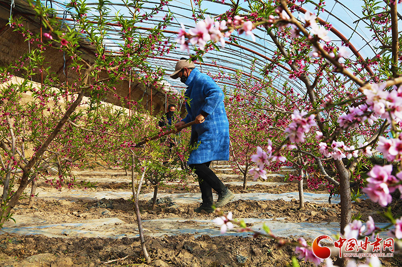 張掖山丹：發(fā)展戈壁農業(yè) 助力鄉(xiāng)村振興