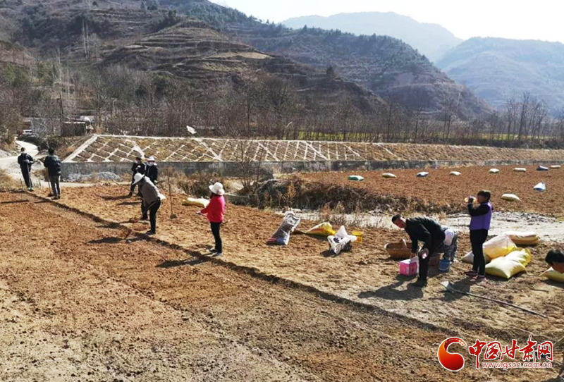 【甘肅全民戰(zhàn)“疫”】西和：合作社里奏響產業(yè)發(fā)展“春之曲”