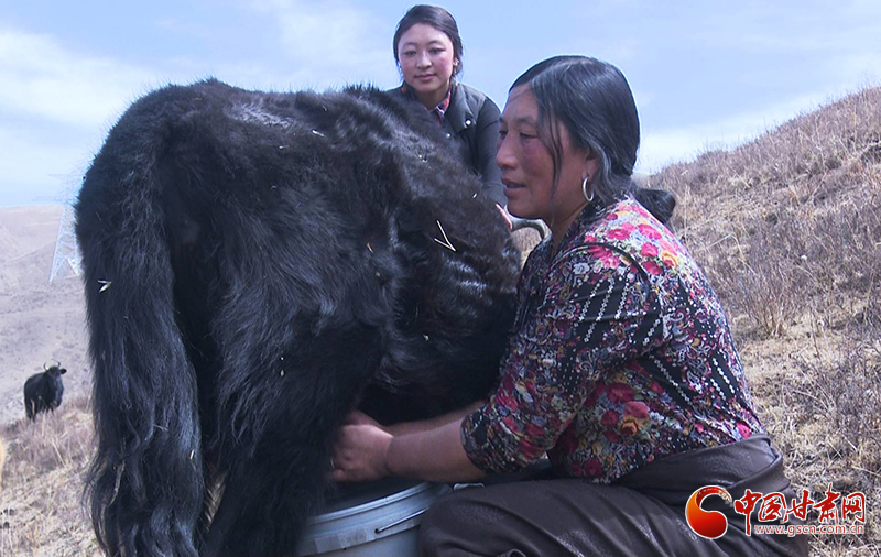 甘肅合作：高原上盛開了一朵美麗的“格?；ā保▓D）