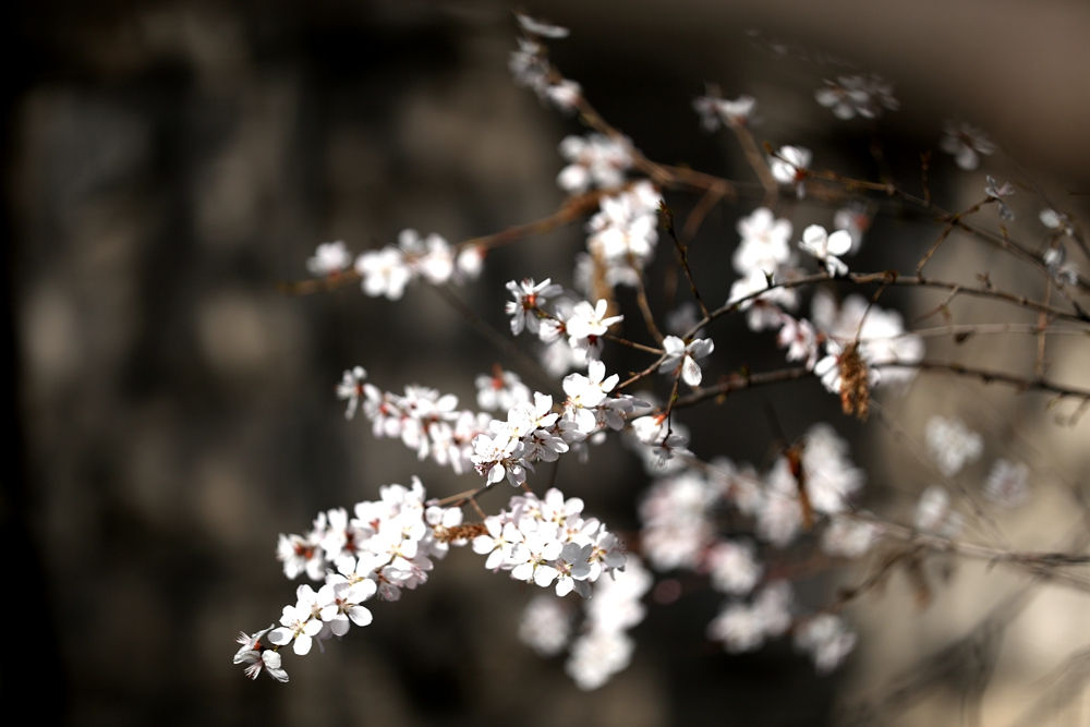 海報(bào)|花開隴原，甘肅這些景區(qū)正在復(fù)蘇！