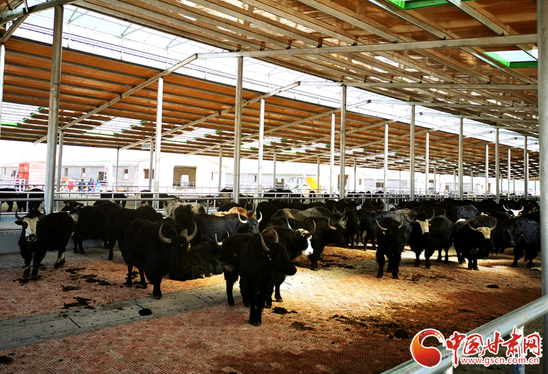 【甘肅省決戰(zhàn)決勝脫貧攻堅】農(nóng)牧結(jié)合養(yǎng)起“脫貧?！?產(chǎn)業(yè)增效共唱“致富歌”