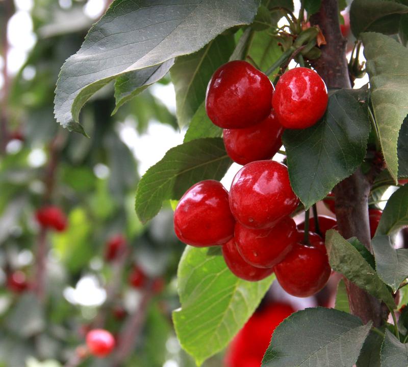 趕緊約起來(lái)！民勤紅旗谷櫻桃采摘園開(kāi)園啦！