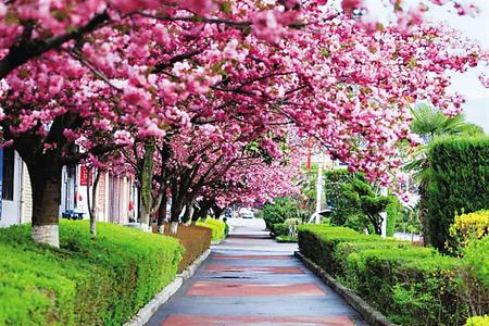 【印象隴原】去兩當(dāng)，與櫻花赴約