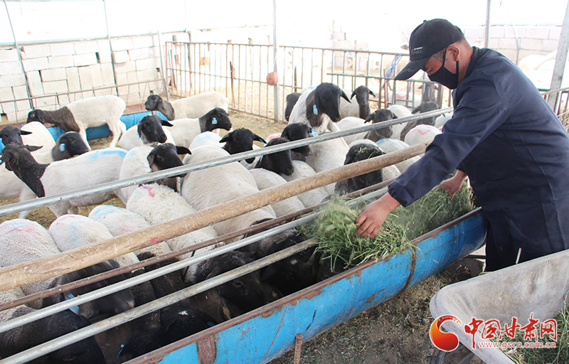 甘肅瓜州：“羊倌”變“網(wǎng)紅”直播賣(mài)羊3000只（圖）