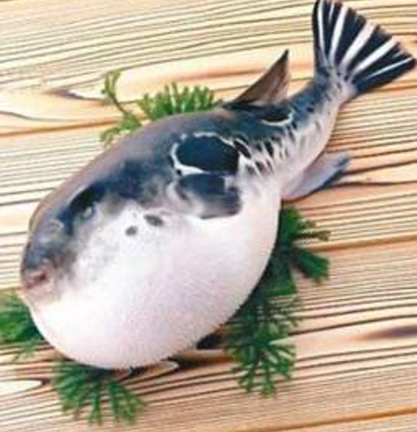 蘭州市市場(chǎng)監(jiān)督管理局發(fā)布通告禁止違法加工、經(jīng)營(yíng)河豚魚