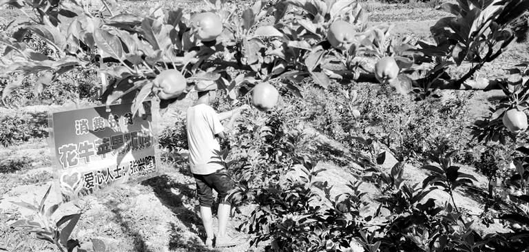 “于堡村果園”開張記——認(rèn)購(gòu)“一棵樹”，結(jié)出“致富果”