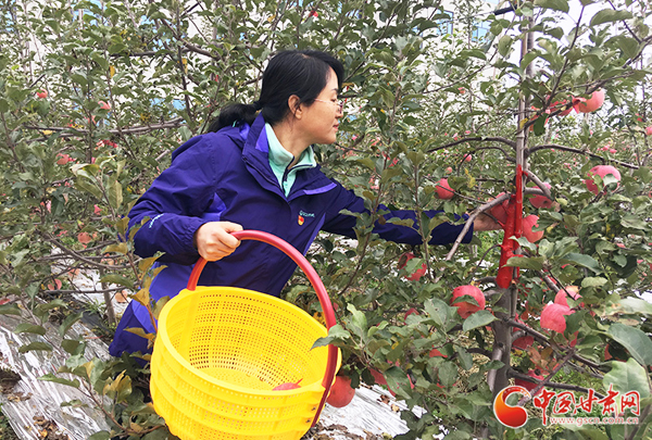 甘肅靈臺鄉(xiāng)村旅游采摘體驗(yàn)活動(dòng)啟動(dòng)