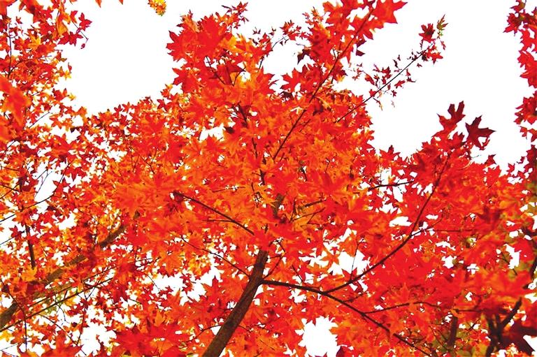 出彩啦！蘭州高校秋景驚艷來襲，快到秋日調(diào)色盤里pick你的母校