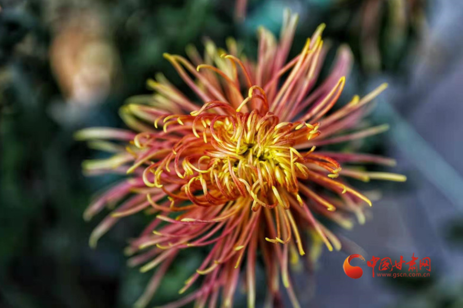 十五年，鍥而不舍終夢圓——寫在蘭州市入選全國文明城市之際