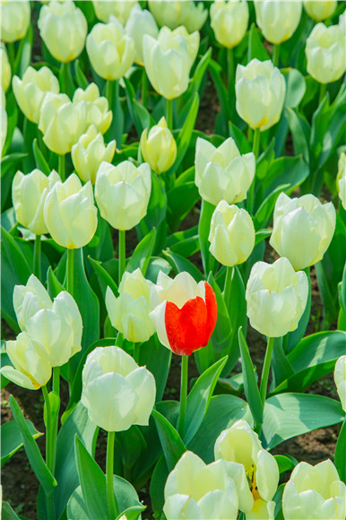 花叢中，別具一格。羅云希 攝