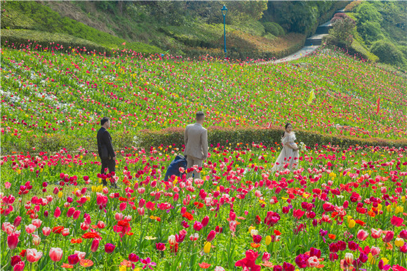 花海間，拍上一組美美的婚紗照。羅云希 攝