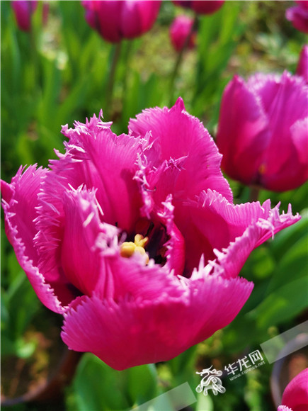 特色郁金香品種，花邊呈鋸齒狀。華龍網(wǎng)—新重慶客戶端記者 舒婷 攝