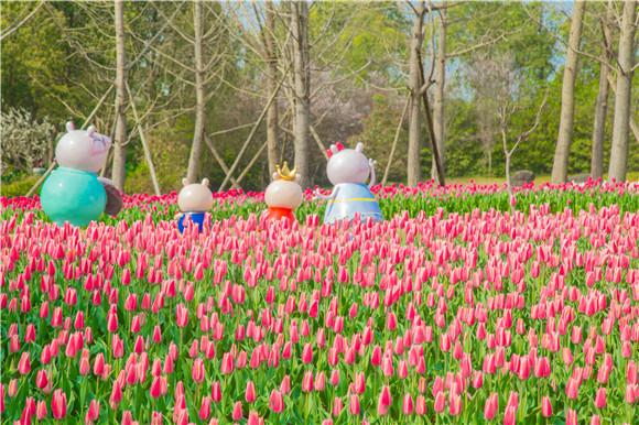 長(zhǎng)壽湖郁金香次第開(kāi)放。羅云希 攝