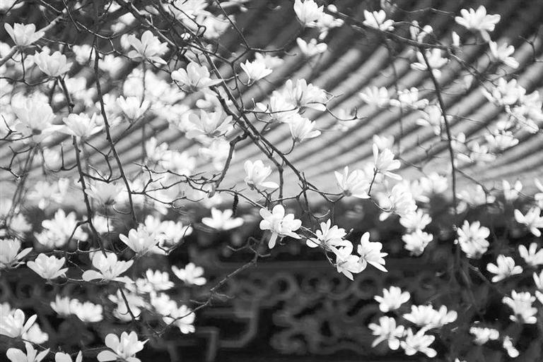 天水雙玉蘭堂，吟杜甫詩(shī) 煎泉水茶 賞白石書法