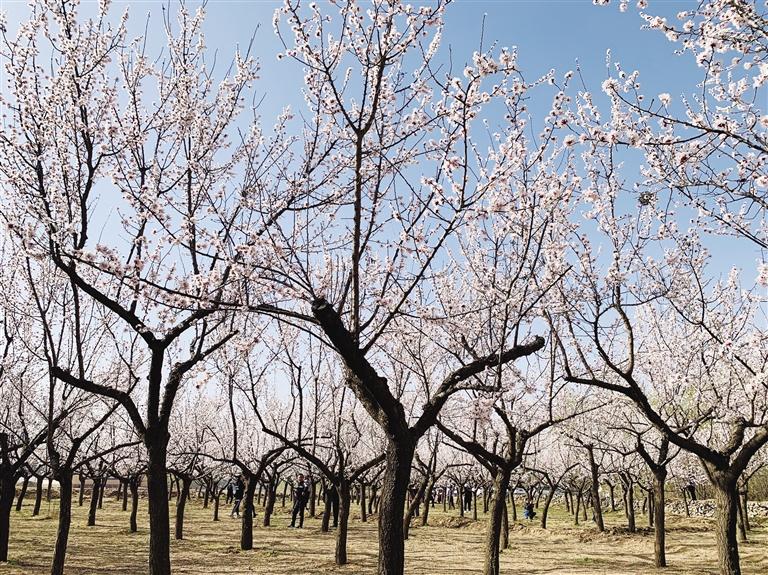 唐汪川的杏花開(kāi)了！周邊游再添好去處