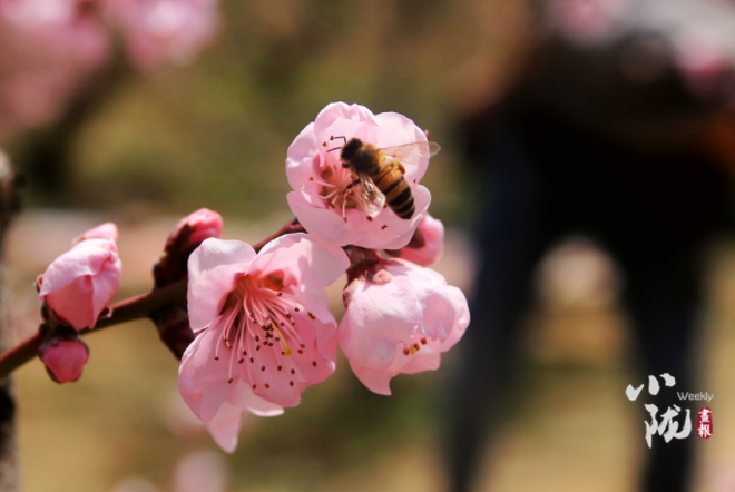 【小隴畫報(bào)·113期】最美人間四月天，灼灼桃花映秦安