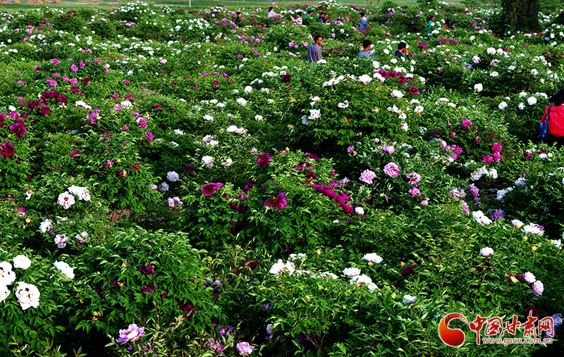 閱盡繁花盛景！定西文旅邀您共赴“紫斑牡丹”之約