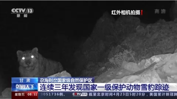 “大貓”出沒！甘肅尕海則岔保護(hù)區(qū)連續(xù)三年發(fā)現(xiàn)雪豹蹤跡