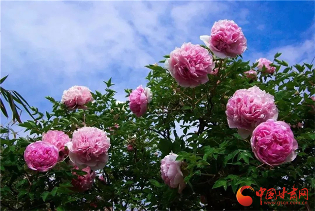 【五一游甘肅】暢游“臨洮縣紫斑牡丹文化旅游節(jié)”，這份攻略請(qǐng)收下！