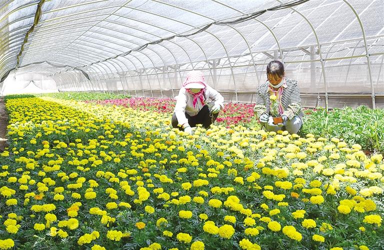 臨夏東鄉(xiāng)縣利用“企業(yè)+農(nóng)戶(hù)”合作模式推進(jìn)“農(nóng)光互補(bǔ)”項(xiàng)目建設(shè)