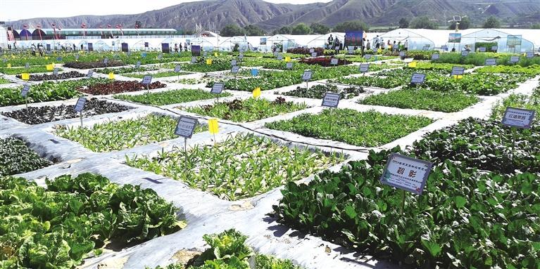 中國(guó)·蘭州（榆中）高原夏菜新品博覽會(huì)舉辦