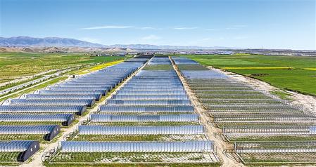 武威天?？h松山鎮(zhèn)德吉新村秀珍菇科技產(chǎn)業(yè)園初具規(guī)模