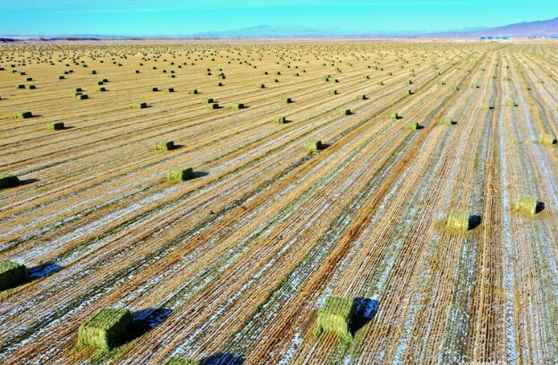 【“飛閱”中國】瞰！山丹馬場撒“青豆”