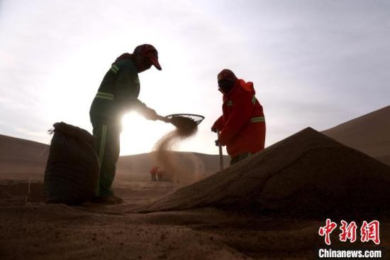 圖為“駱駝保姆”用土方法清理駝糞?！垥粤?攝