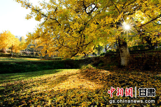 隴南徽縣銀杏樹(shù)最美的時(shí)候，當(dāng)屬每年的10月至11月。圖為樹(shù)葉已染黃的銀杏樹(shù)。張承榮 攝