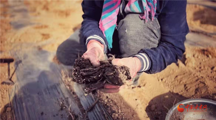 【隴拍客】好消息！榆中縣馬坡鄉(xiāng)在高海拔的馬銜山山麓種植1500畝當(dāng)歸