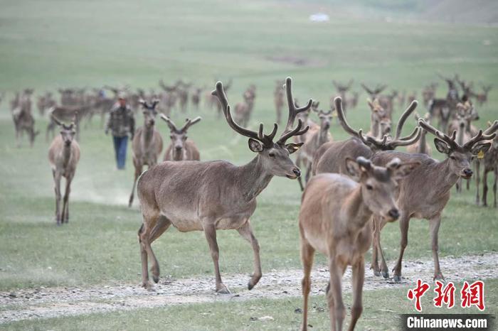 圖為肅南縣馬鹿養(yǎng)殖場內(nèi)的鹿群?！钇G敏 攝