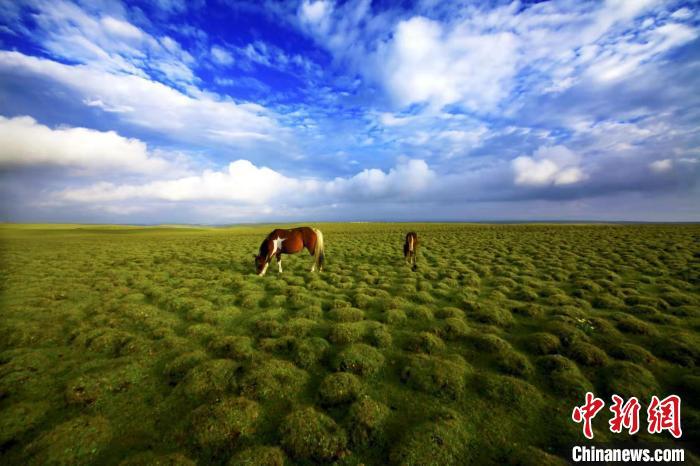 圖為甘肅甘南藏族自治州草原風(fēng)光。(資料圖) 艾慶龍 　攝