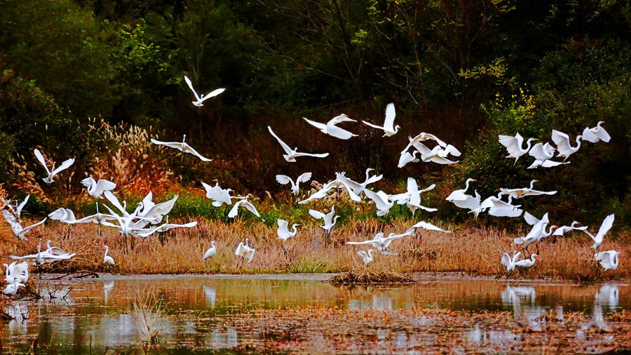白鷺翩躚舞初冬。吳康軍攝