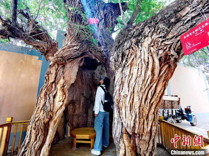 青海海東市阿河灘地質(zhì)文化村：古樹新枝、丹山碧水