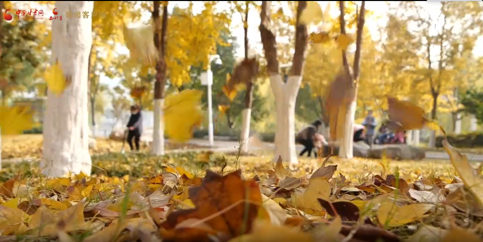 視頻丨立秋:夏色收 秋聲動(dòng)