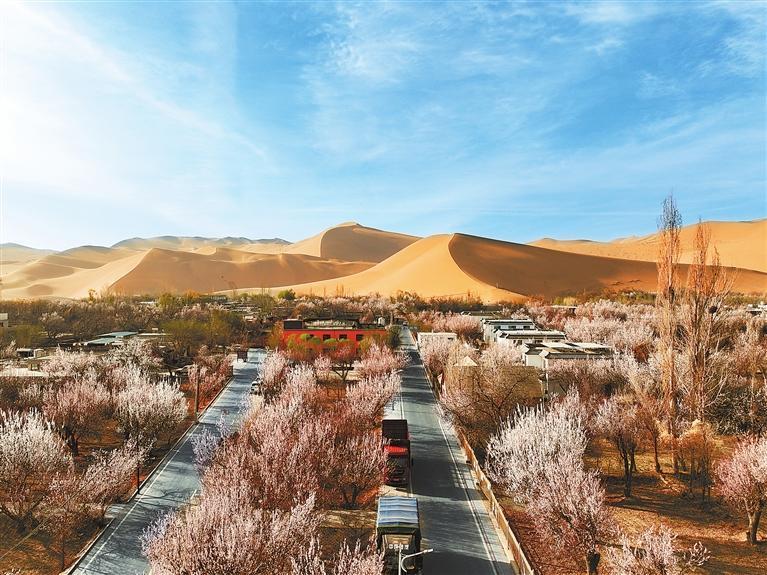 近日，敦煌鳴沙山下的李廣杏杏花陸續(xù)開放，美如畫卷。新甘肅·甘肅日?qǐng)?bào)通訊員　張曉亮