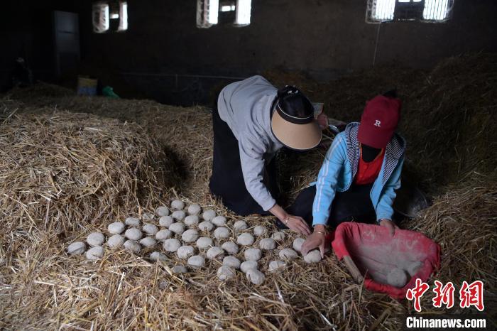 酒曲成型之后入曲房，入室之前要灑水，再鋪青稞草，防止曲塊的水分被吸走，曲房內(nèi)有通風(fēng)道、窗戶、暖氣、電熱爐等各種控制曲房溫度的設(shè)備。圖為5月10日，工作人員將成型的曲塊搬運(yùn)到曲房。九美旦增　攝