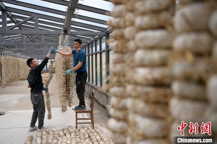 圖為5月10日，工作人員將用青稞面和青稞草等制成的曲坯用繩子串起來晾曬。九美旦增　攝