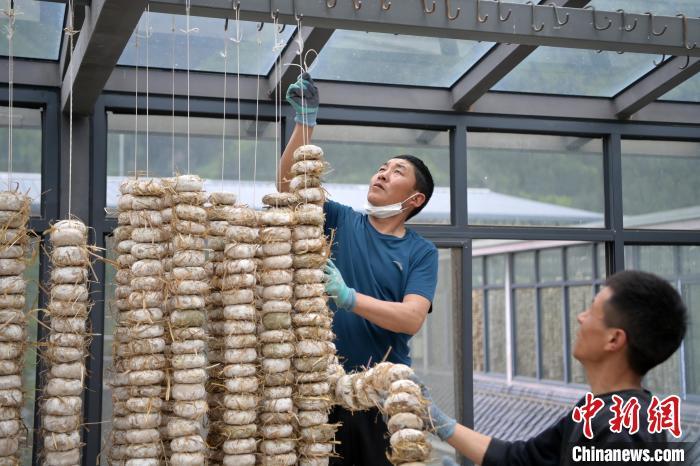 圖為5月10日，工作人員將用青稞面和青稞草等制成的曲坯用繩子串起來晾曬。九美旦增　攝