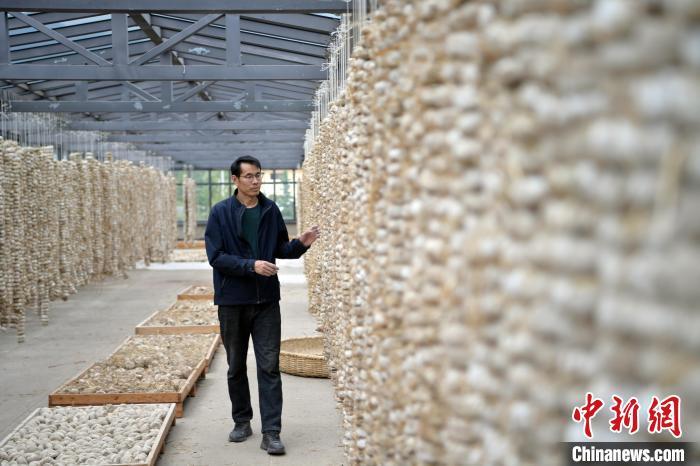 圖為5月10日，工作人員檢查晾曬的曲胚。九美旦增　攝