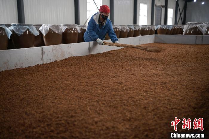 圖為5月10日，工作人員整理鋪撒的酒醅。九美旦增　攝