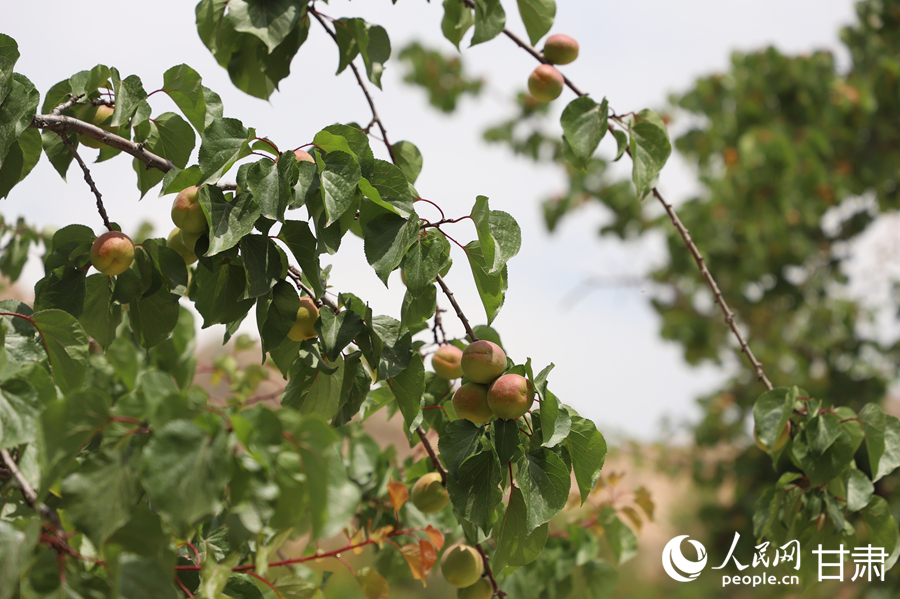 蘭溝村百畝杏林的杏子即將成熟。人民網(wǎng)記者 焦隆攝
