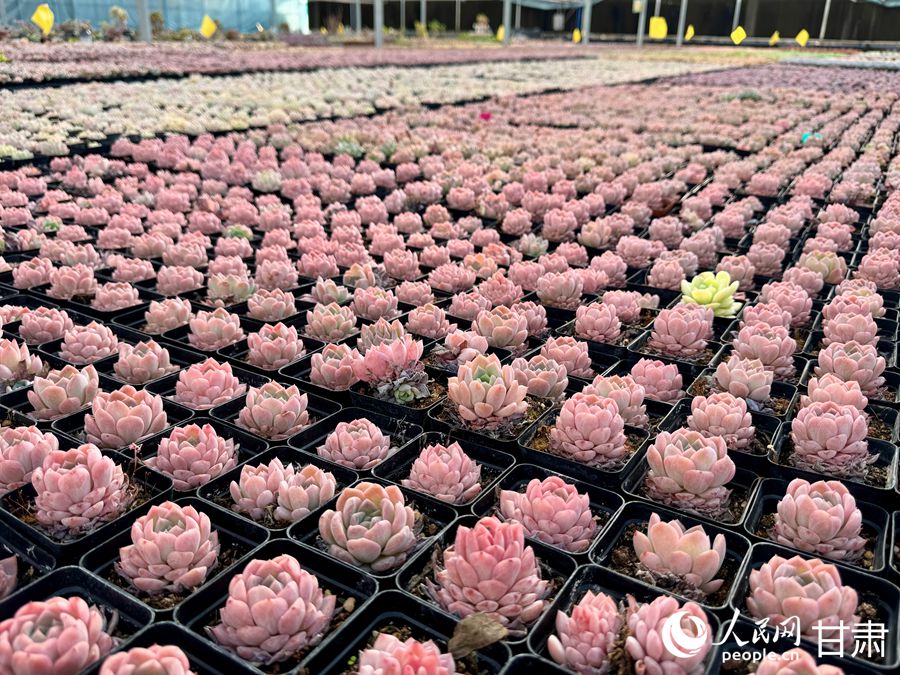 蘭州鑫源現(xiàn)代農(nóng)業(yè)休閑觀光旅游景區(qū)多肉大棚。人民網(wǎng)記者 焦隆攝