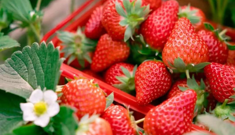 隴原山鄉(xiāng)新畫(huà)卷|華亭：冬日暖棚藏“莓”好，點(diǎn)亮甜蜜致富路